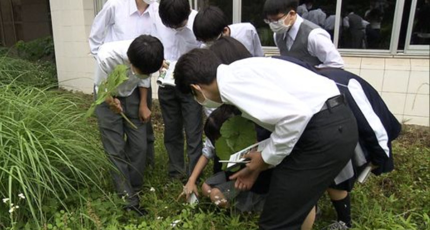 吃土落伍了？日本高中「雜草研究社」學生拔草做實驗料理　夯到被畫成漫畫出版！